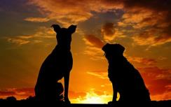 Afbeelding bij artikel Dividendbetalers selecteren in Europa | Midsummer Dogs