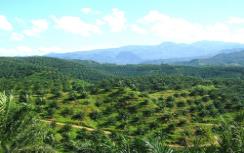 Afbeelding bij artikel Sipef | Palmolieproducent beperkt de schade