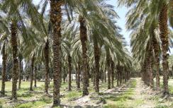 Afbeelding bij artikel Meer geduld vereist bij producent van palmolie