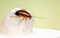 Afbeelding bij artikel Beleggen in ongediertebestrijding | Verdienen aan ratten en termieten